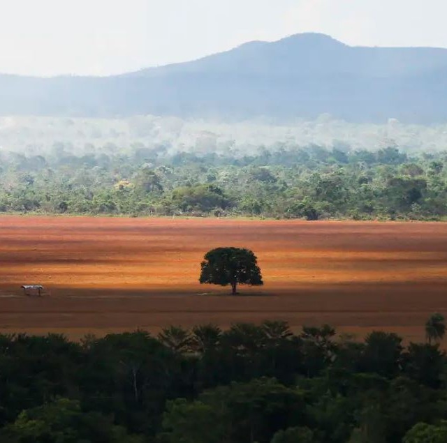 desmatamento cerrado