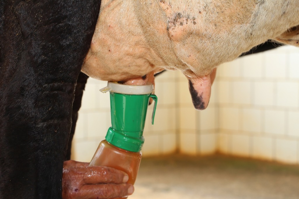 Mastite; leite; vaca Mastite; leite; vaca