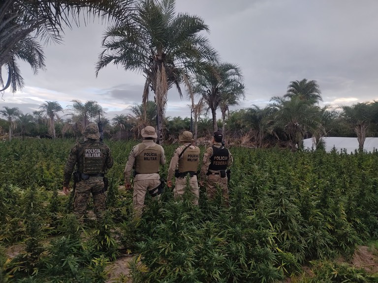 POLÍCIA FEDERAL LOCALIZA PÉS DE MACONHA NA BAHIA