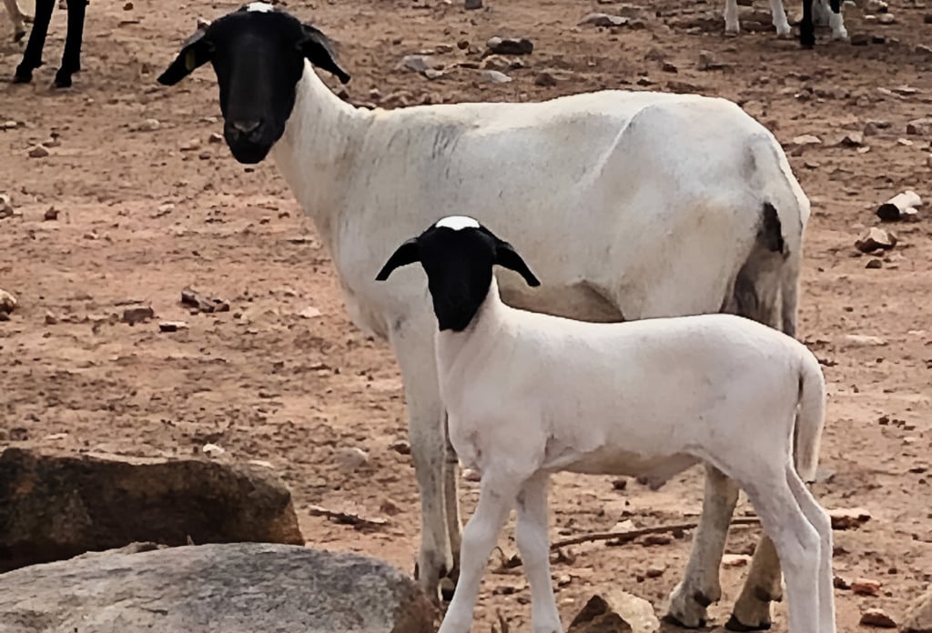 raça de ovinos soinga raça de ovinos soinga