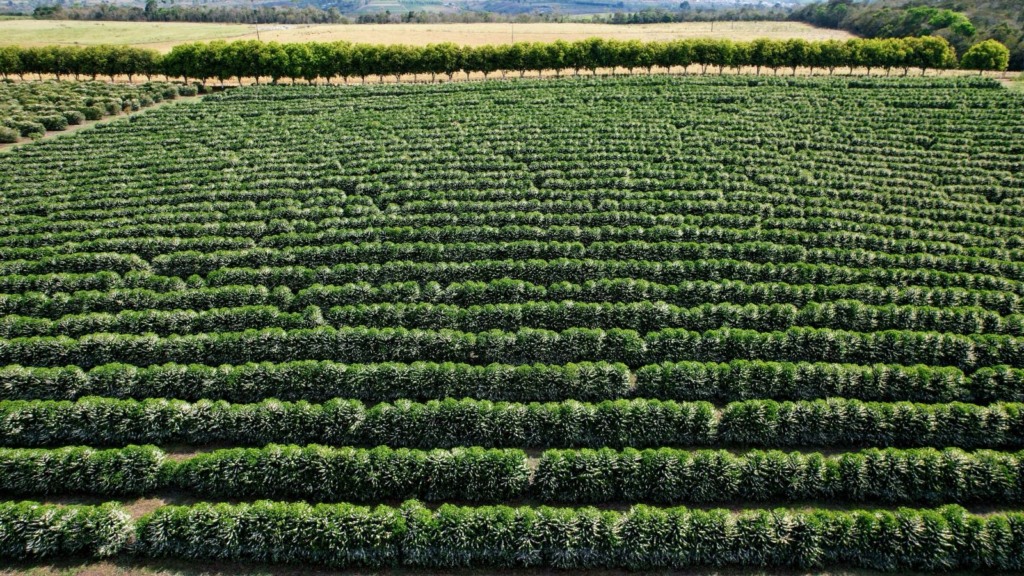 Propriedade fica localizada em Barra do Choça, na Bahia | Foto: Arquivo/ Vulcano Agrominerais