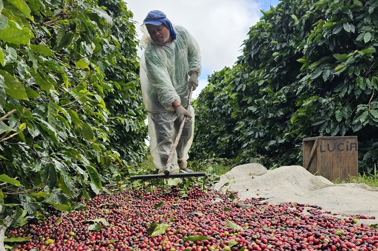 Frente fria no Brasil e tarifas dos EUA trazem volatilidade aos preços do café
