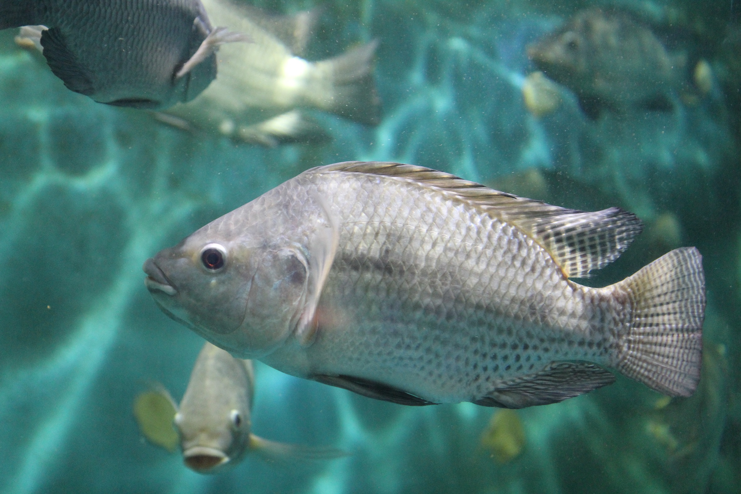 Tilápia: menor demanda pressiona as cotações do pescado