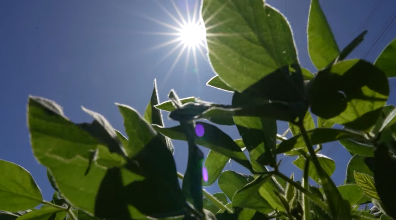 Plantio de soja em MT chega a 96,36% da área, aponta Imea