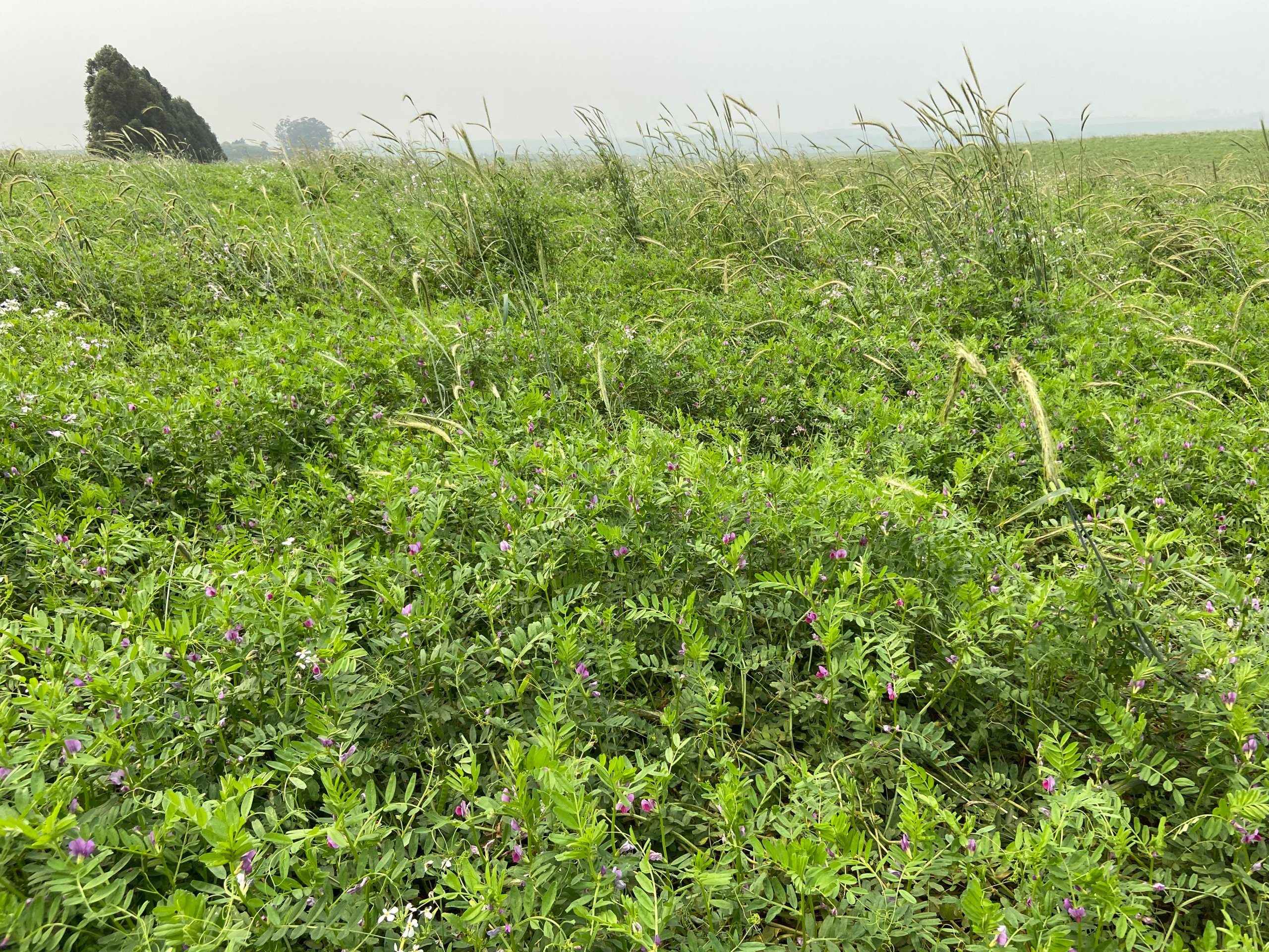 ervilhaca URS BRS Presilha , nova cultivar de forrageira