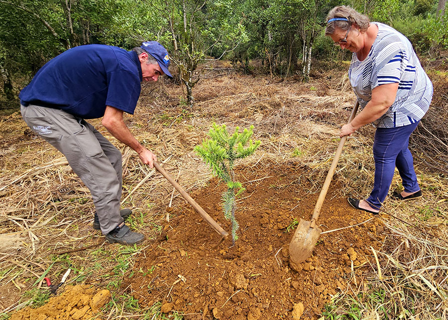 Plantio de muda da araucária feito por Terezinha de Jesus Wrubleski e pelo pesquisador Wendling | Foto: Kátia Pichelli/Embrapa