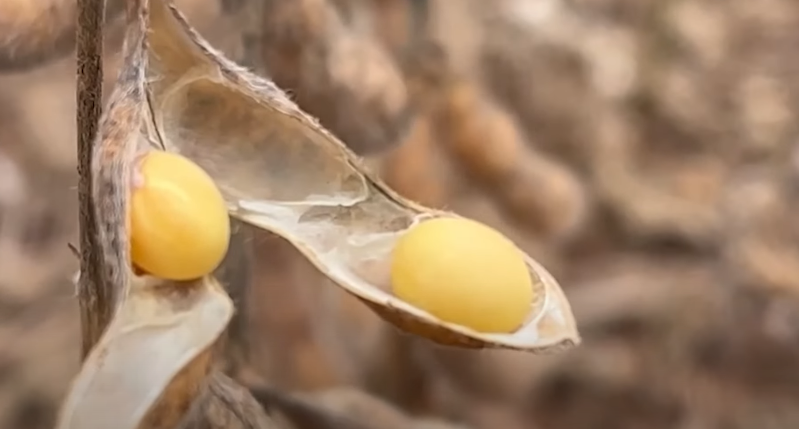 Potencial de produtividade da safra brasileira de soja pode cair, diz consultor americano