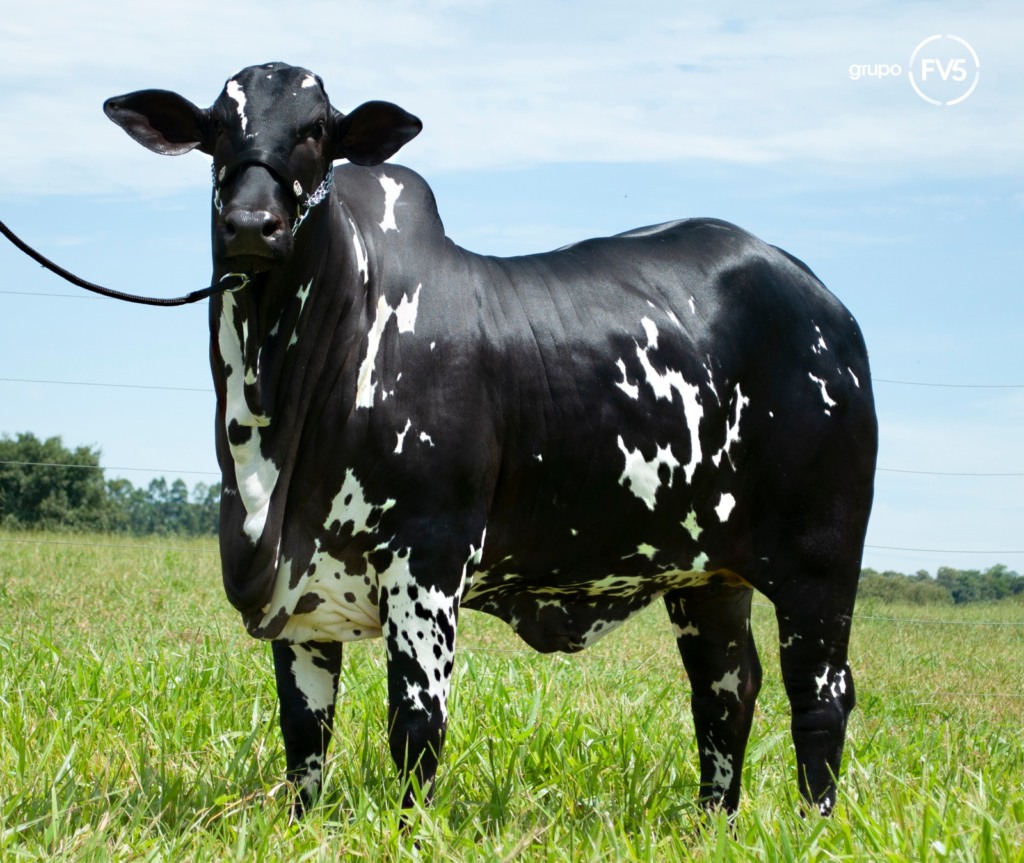 nelore pintado novilha Vitória nelore pintado novilha Vitória