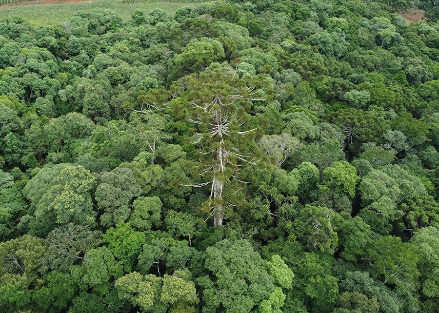 araucária gigante do Paraná que tombou durante temporal