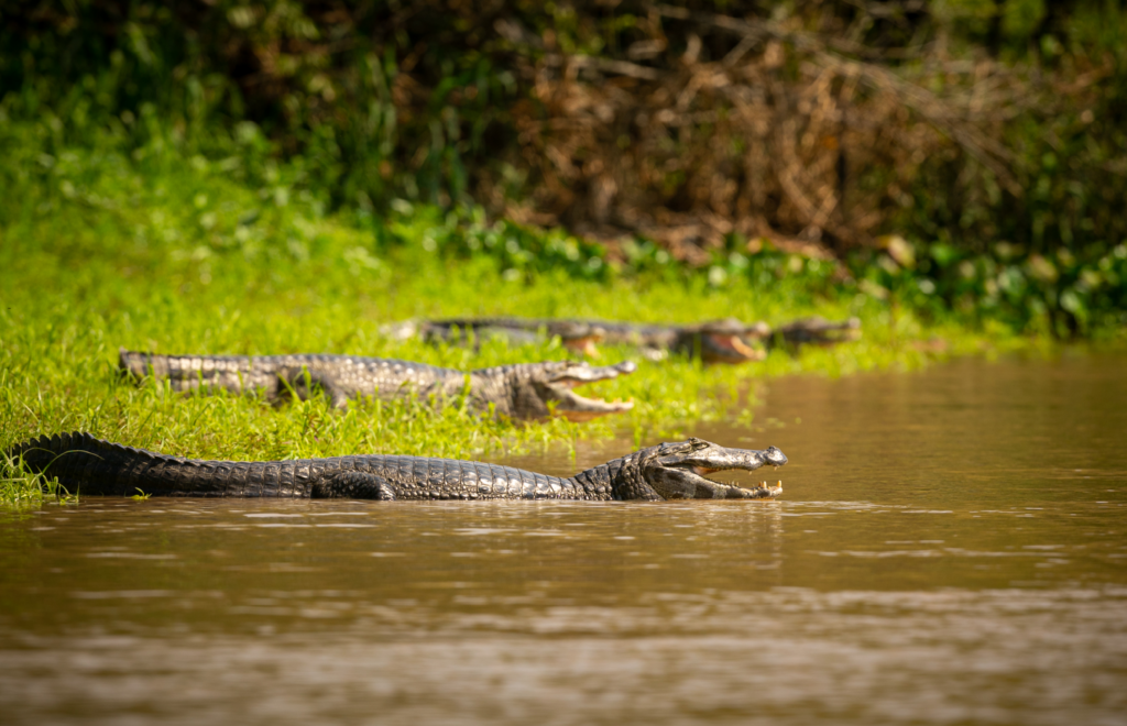 Na foto aparecem alguns jacarés em um rio Na foto aparecem alguns jacarés em um rio