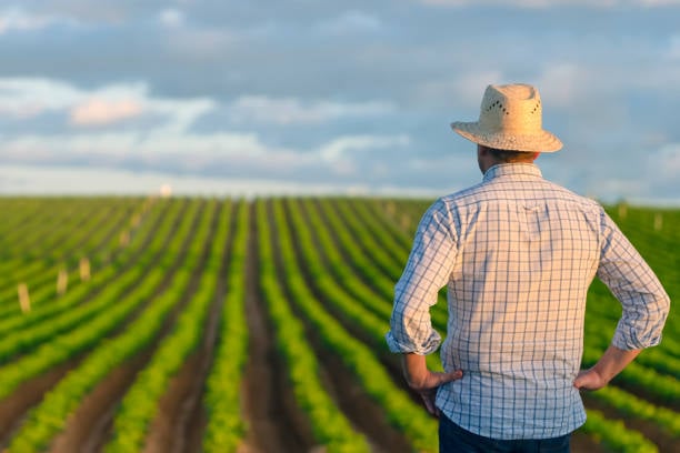 Homem de costas olhando plantação