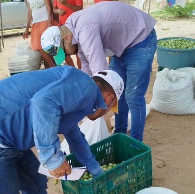 produção umbu, Bahia