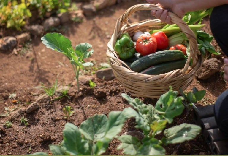 sustentabilidade agrícola Brasil Brics