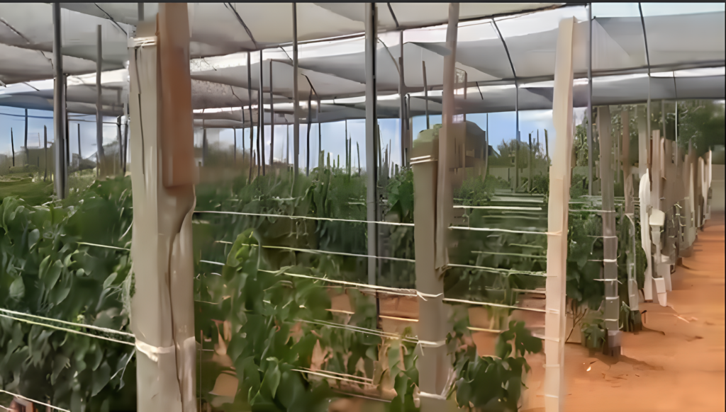 Plantação de tomate em Sorriso Mato Grosso 