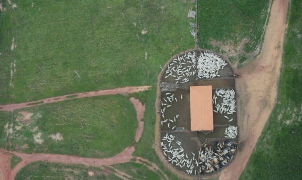 Gado ilegal no Maranhão Gado ilegal no Maranhão