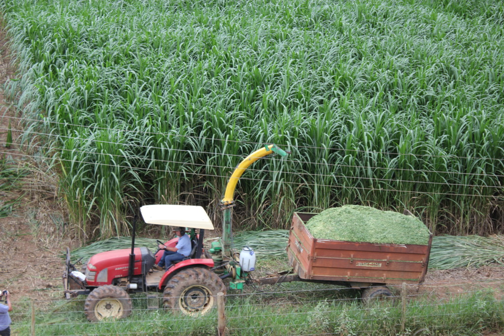 capim-elefante BRS Capiaçu, da Embrapa capim-elefante BRS Capiaçu, da Embrapa