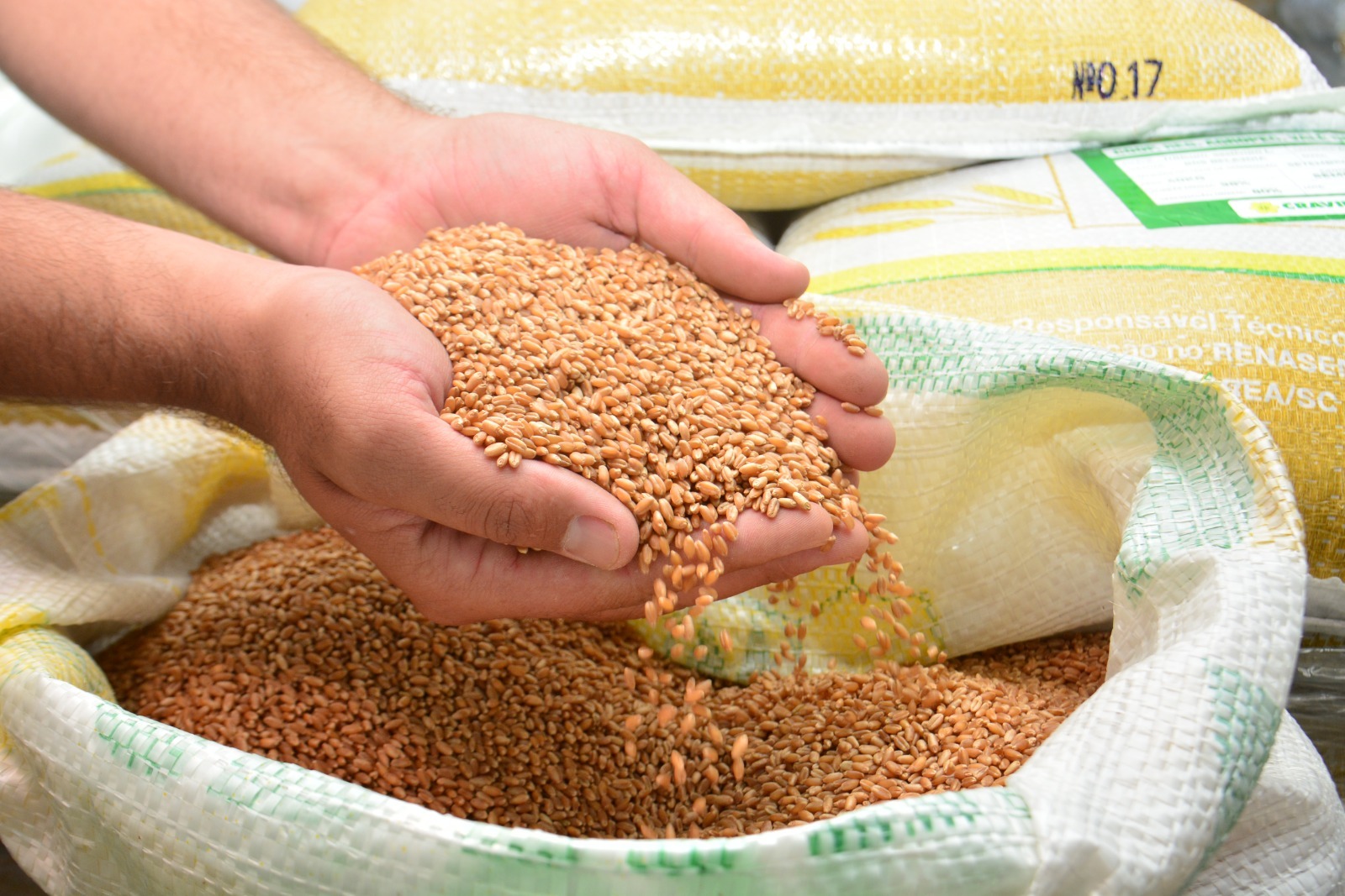 Preços globais de alimentos têm leve retração em setembro
