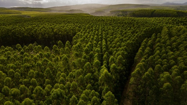 Controle biológico reduz em 80% o uso de defensivos agrícolas em viveiros de eucalipto