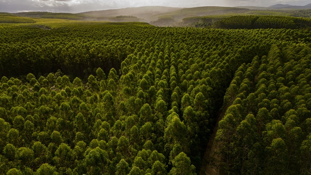 Produção florestal brasileira cresce 16,7% em 2024, aponta IBGE