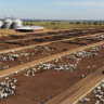 Fazenda Nova Piratininga possui mais de 100 mil cabeças de gado