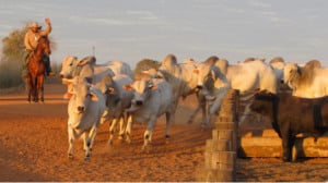 Fazenda Nova Piratininga possui 135 mil hectares