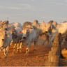 Fazenda Nova Piratininga possui 135 mil hectares