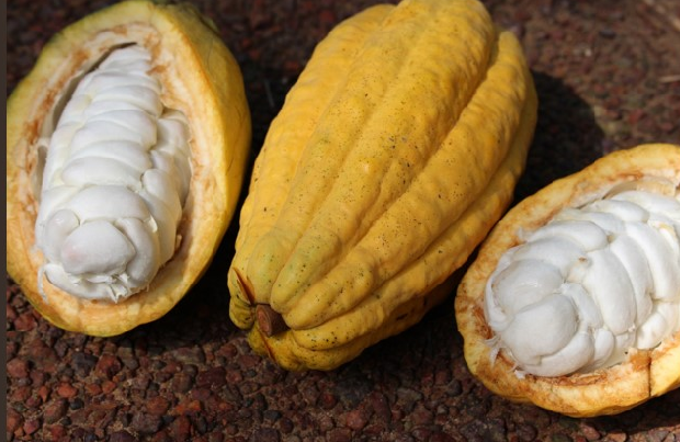 Amêndoas de cacau