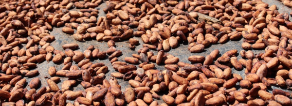 Sementes de cacau de Tomé-Açu