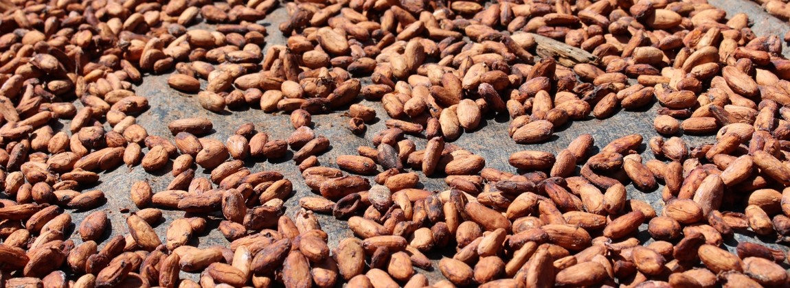 Sementes de cacau de Tomé-Açu