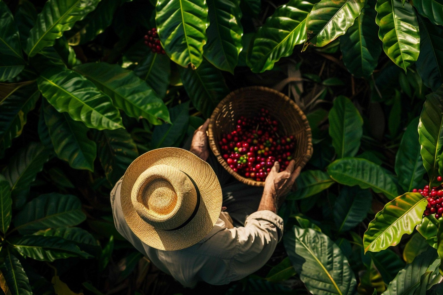 Projeto incentiva cultivo de café sombreado em Santa Catarina