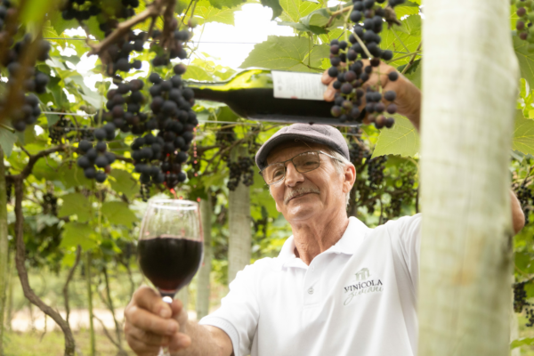 Os visitantes podem conhecer o parreiral e degustar vinhos exclusivos na Vinícola Ziviani. Foto: Divulgação ASN ES