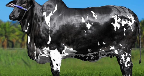 Vaca Ibiza FIV Surreal bate recorde no Nelore Pelagens com R$ 15,2 milhões
