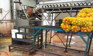 Fábricas de suco interditadas em SP