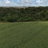 Foto de campo de soja Foto de campo de soja