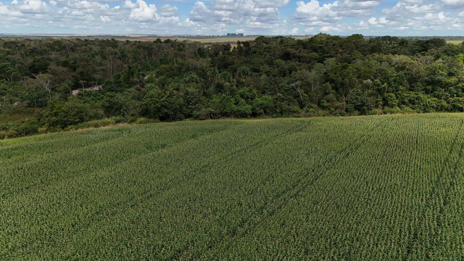 Foto de campo de soja