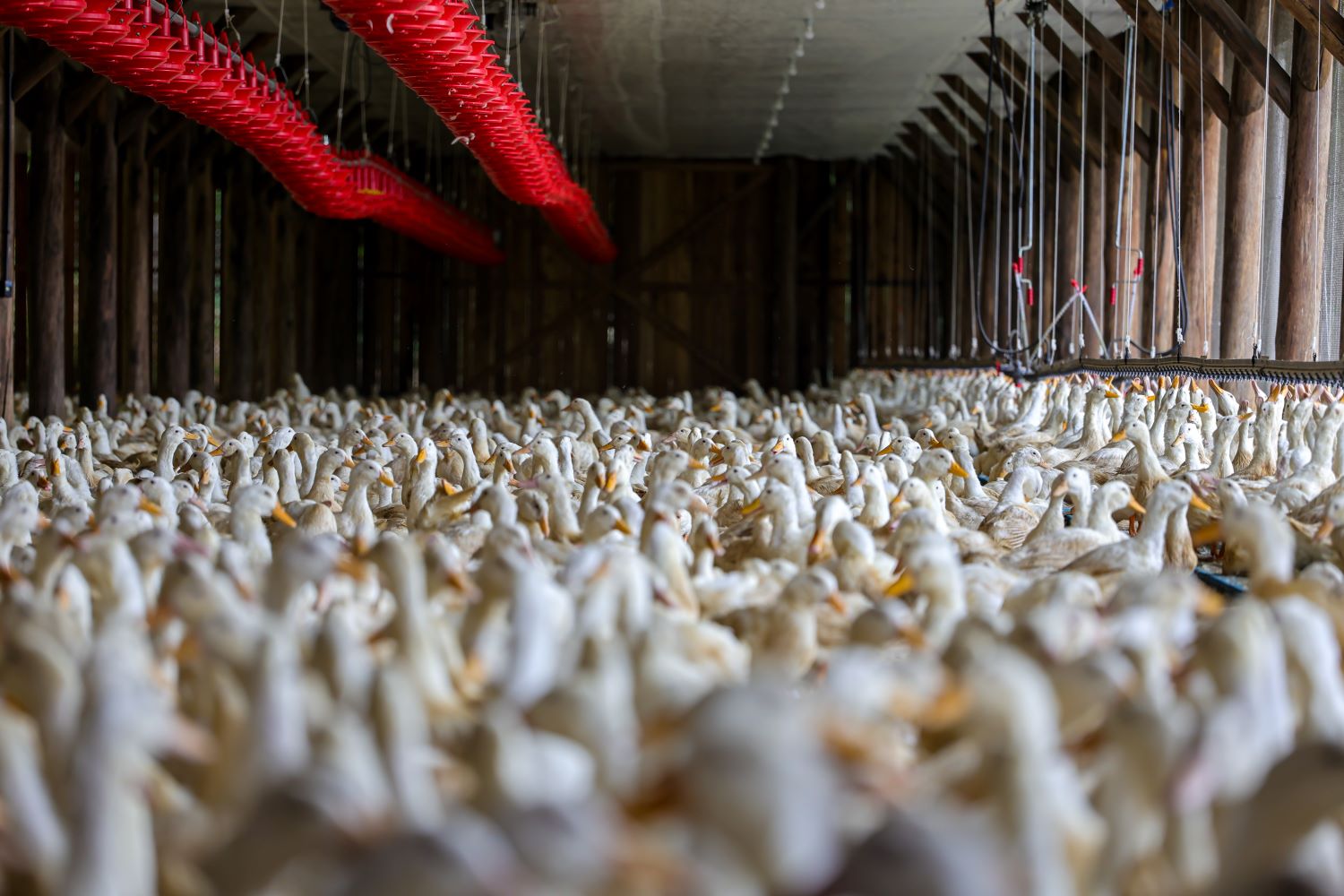 Gripe aviária: 3 países retiram as restrições aos embarques da proteína