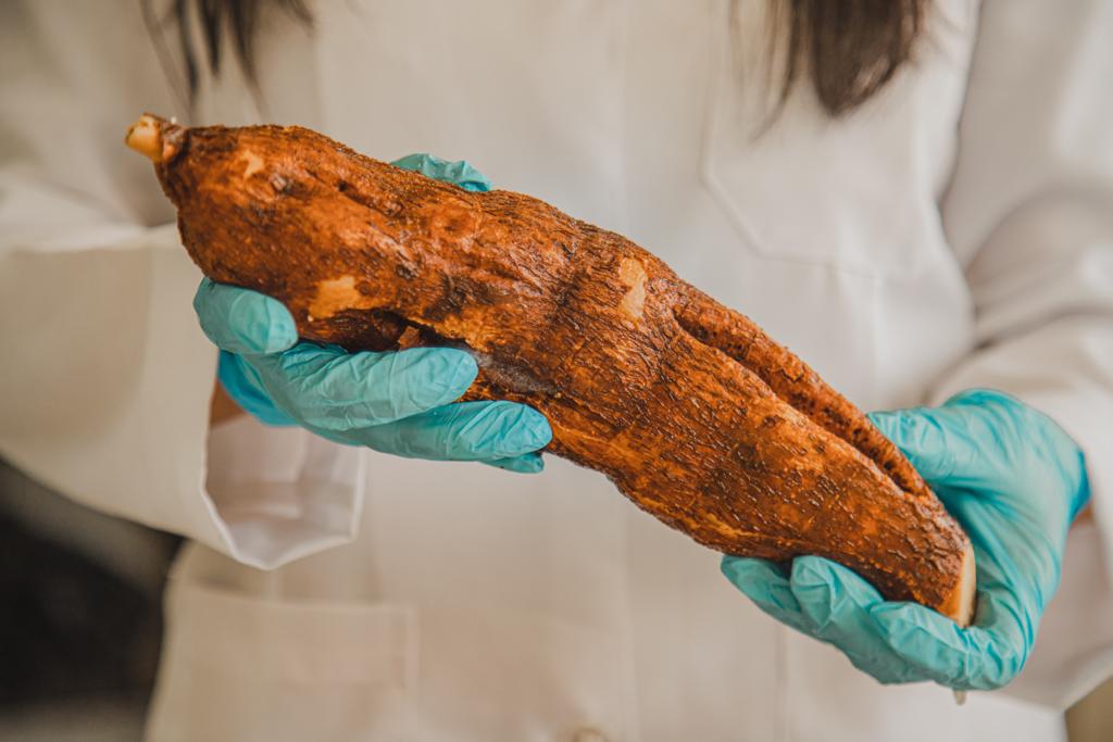 Mandioca açucarada