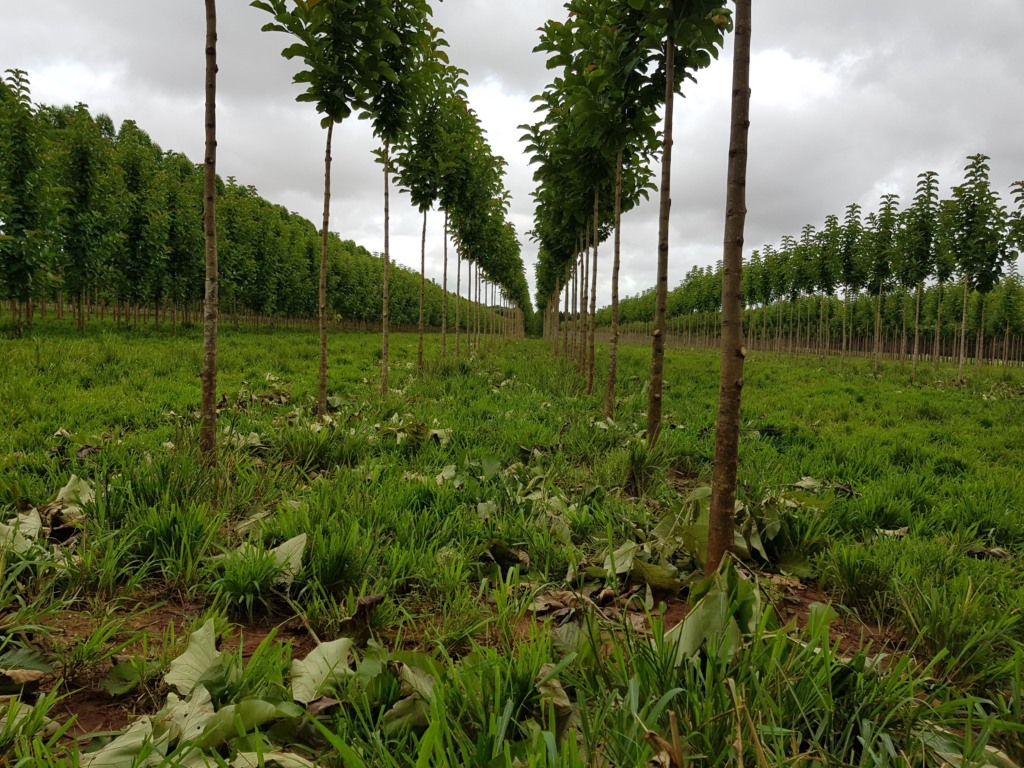 Sistema Bacaeri – BoiTeca - Mato Grosso