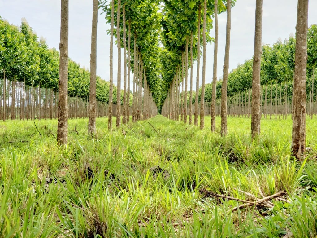 integração pecuária-floresta - árvore teca - Estudo Embrapa integração pecuária-floresta - árvore teca - Estudo Embrapa