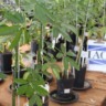 Mudas de paineira utilizadas em estudo com compostos organicos