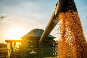 colheita da soja na bahia é finalizada com recorde de produtividade e média de 68 sacas por hectare