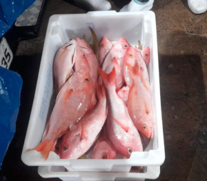 Pargo