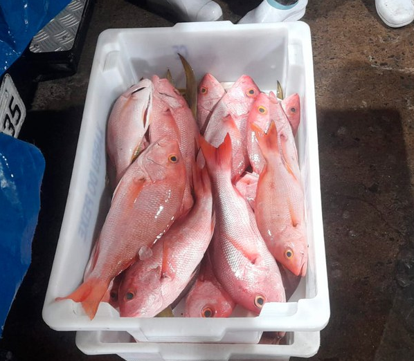Pargo