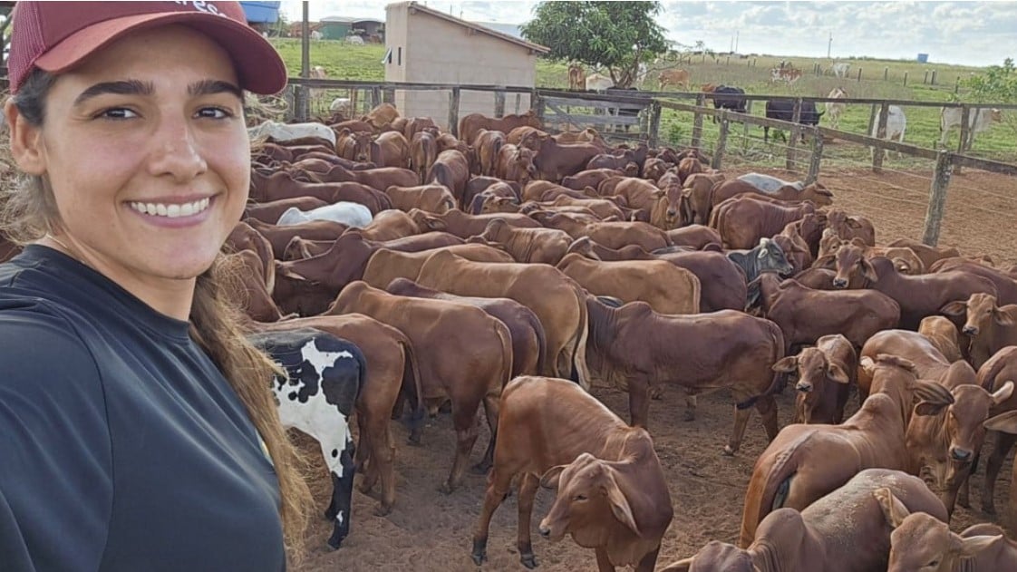 Raça Sindi - Fazenda Porangaba - Ribeirão Preto