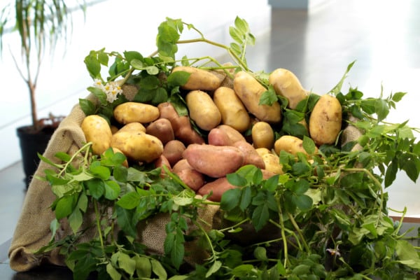 Batata