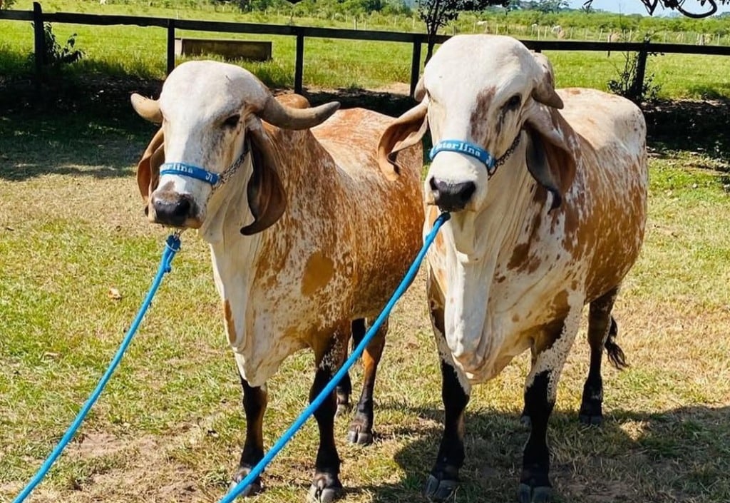 Foto: Divulgação | Cabaña Esterlina