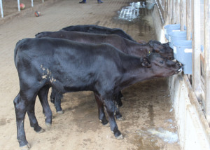 Bezerros