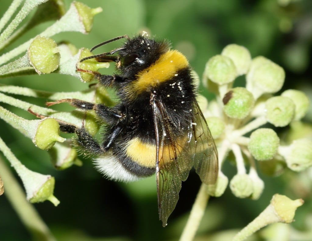Abelha (Bombus terrestris)