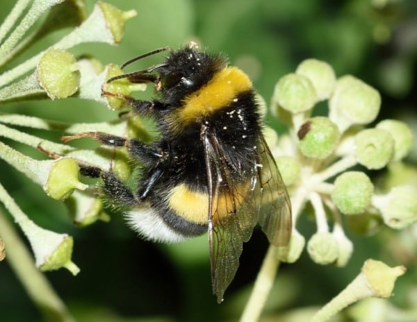 Abelha (Bombus terrestris)