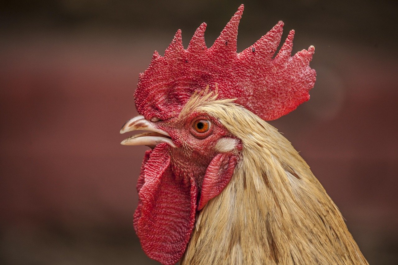 carne de frango exportações